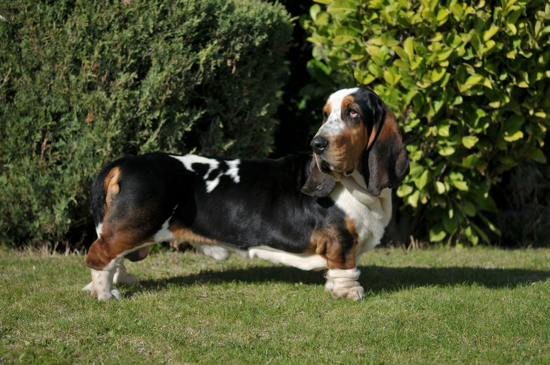 Владельцу важно знать срок жизни своего бассет-хаунда