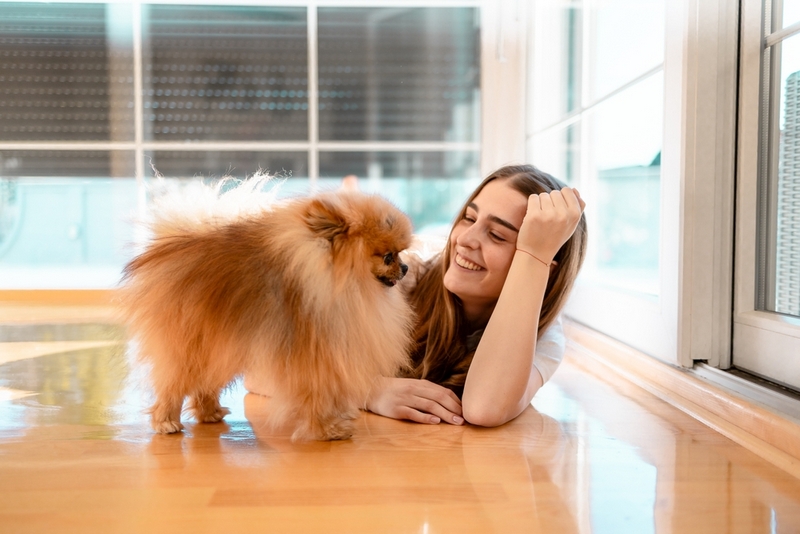 Владельцу важно знать, сколько длится беременность у шпица