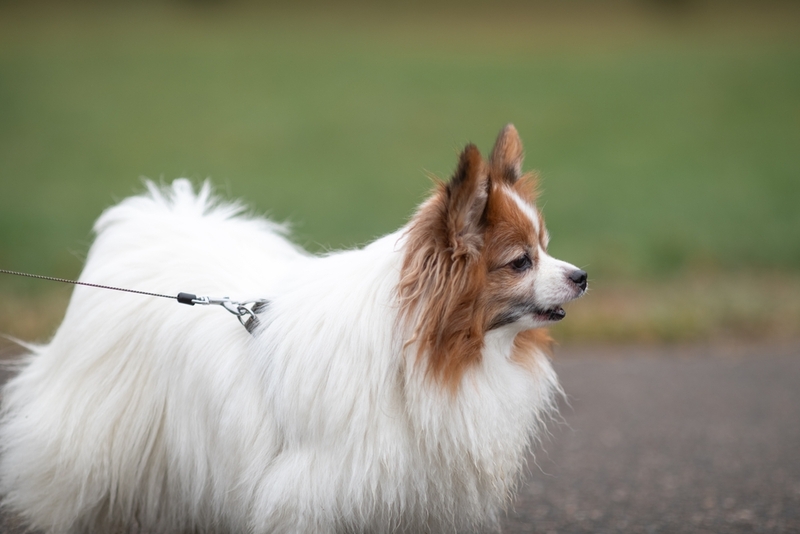 Сколько лет живут папильоны?