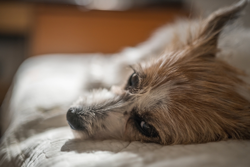 Как ухаживать за собакой с пироплазмозом?