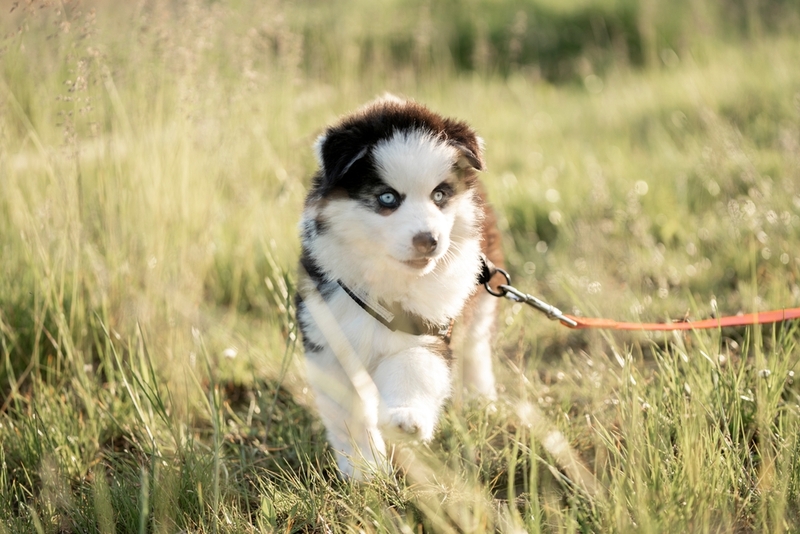 Сколько живут помски в домашних условиях?