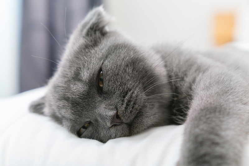 Котята могут заразиться анкилостомами от кошки