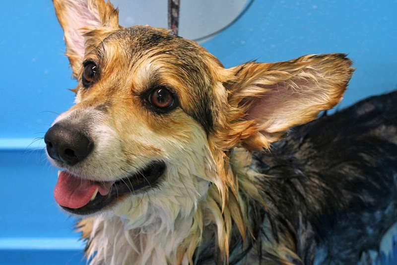 Собаке с микроспорией могут потребоваться специальные шампуни