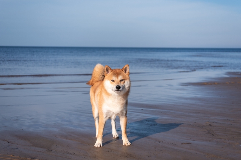 У сиба-ину диагностируют болезни нервной системы