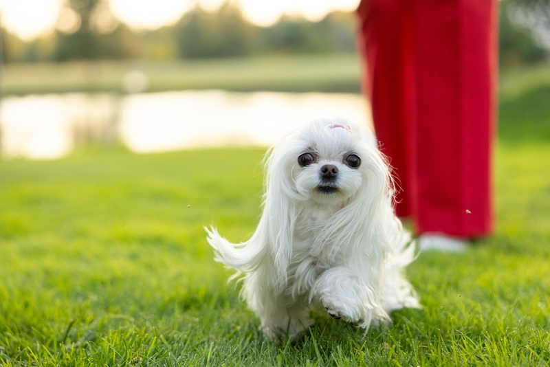 Болезни влияют на то, сколько весит мальтийская болонка