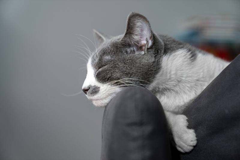 Причиной косоглазия у кошки может быть травма головы