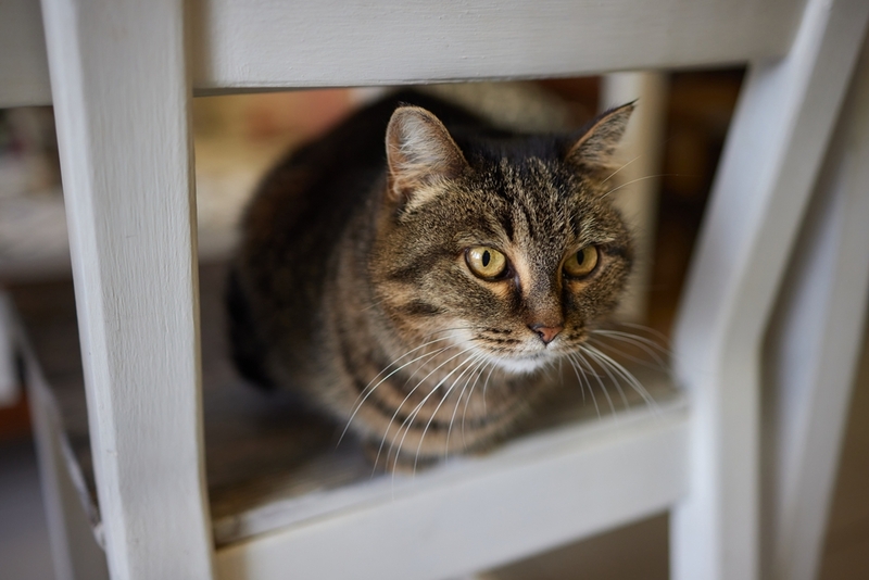 У кошек бывает депрессия?