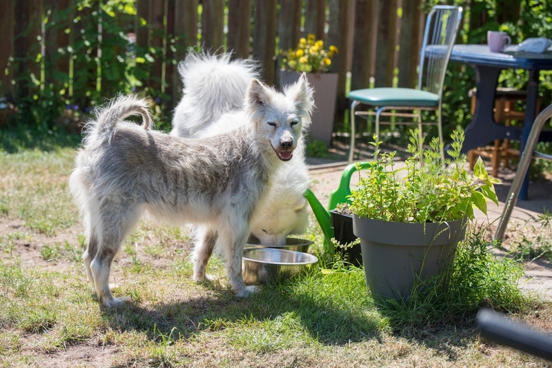 Блошиный дерматит у пушистой собаки