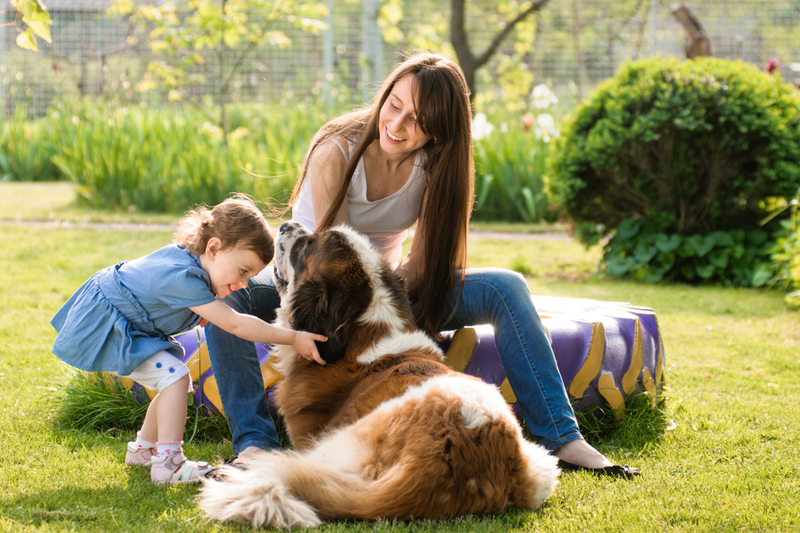 Кастрация влияет на продолжительность жизни сенбернара