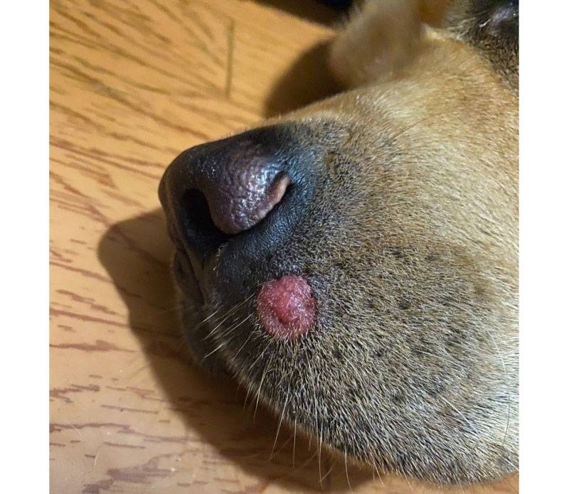 Первые признаки грибка в ухе у собаки