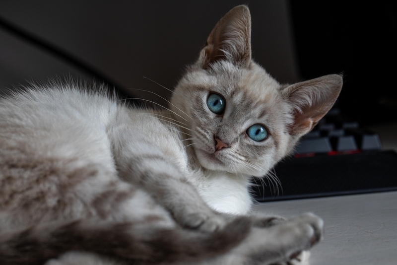 Какие бывают клички для сиамских котов-мальчиков?