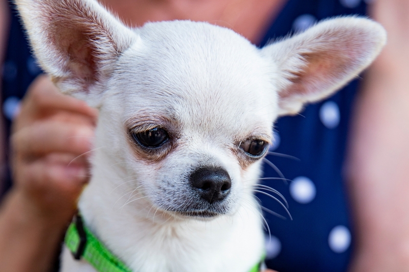На позднем сроке беременности чихуахуа становятся менее активными