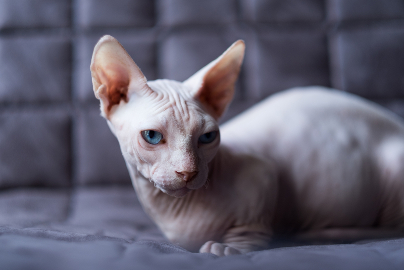 Эксперты Книги рекордов Гиннесса выбирают рекордсменов среди маленьких кошек