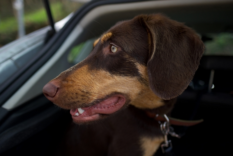 Течка у добермана может проходить в скрытой форме
