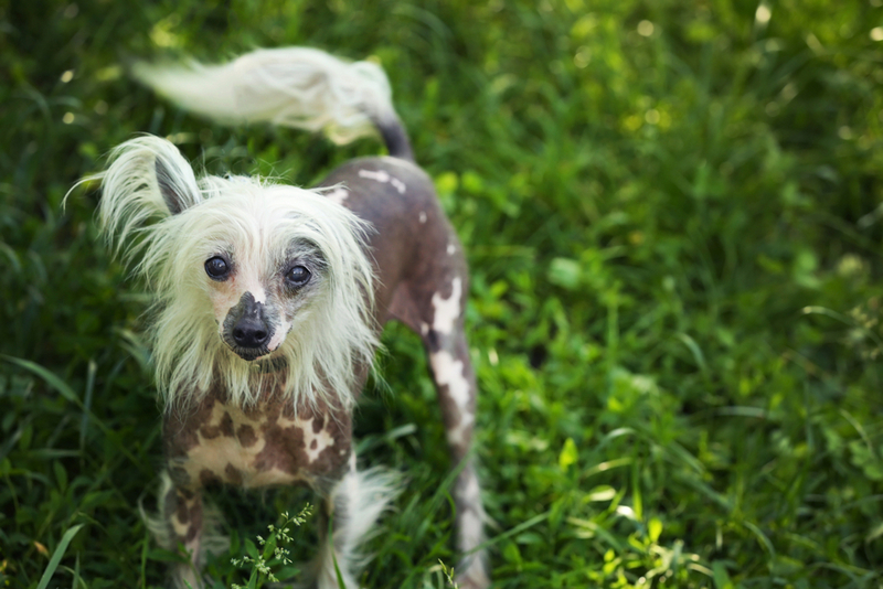 Уход влияет на то, сколько проживет китайская хохлатая собака