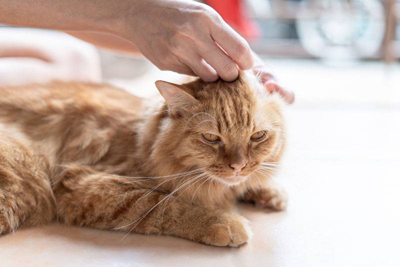 Как чистить уши кошке или котенку в домашних условиях правильно?