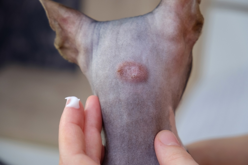 Фото аллергии на шее у кошки