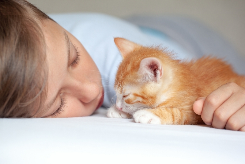 Вдохновением для имени рыжей кошки могут стать фильмы