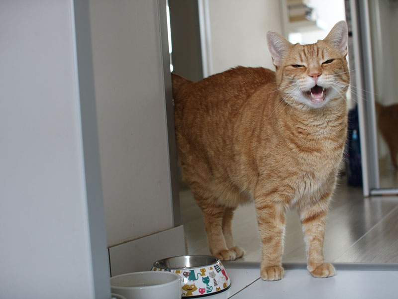 кот мяукает