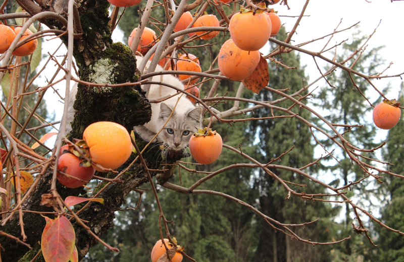 Кошка на дереве с хурмой