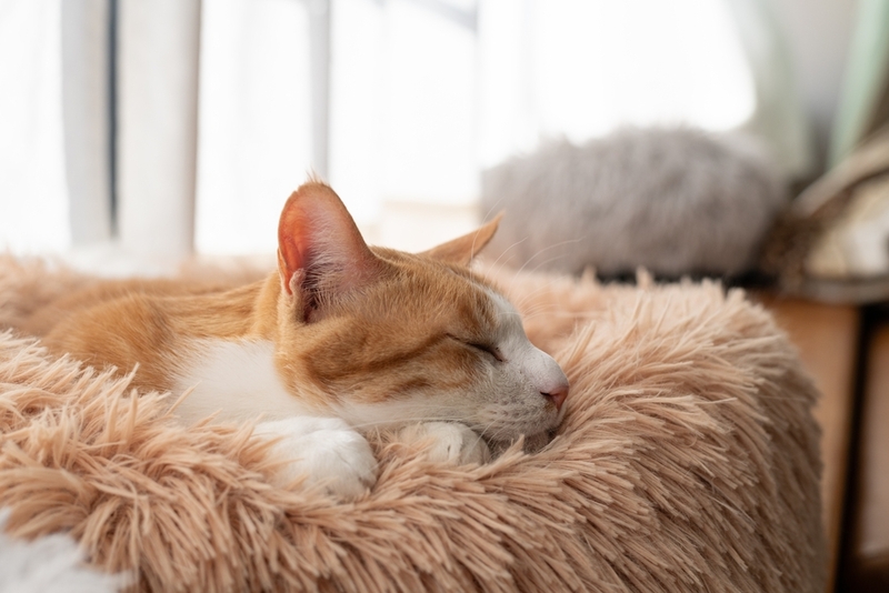 Сальмонеллез у кошек появляется из-за бактерий