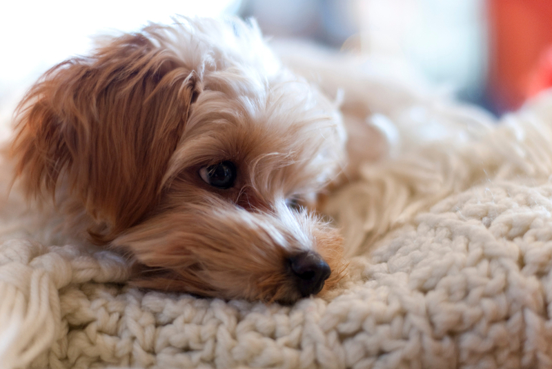 Симптом синдрома Киари у собак – снижение активности