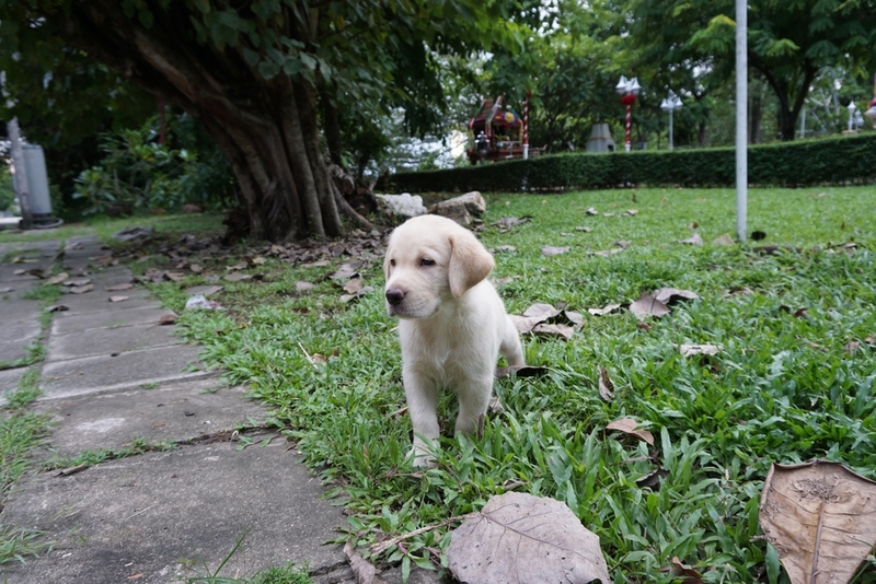 Какой характер у белого ретривера?