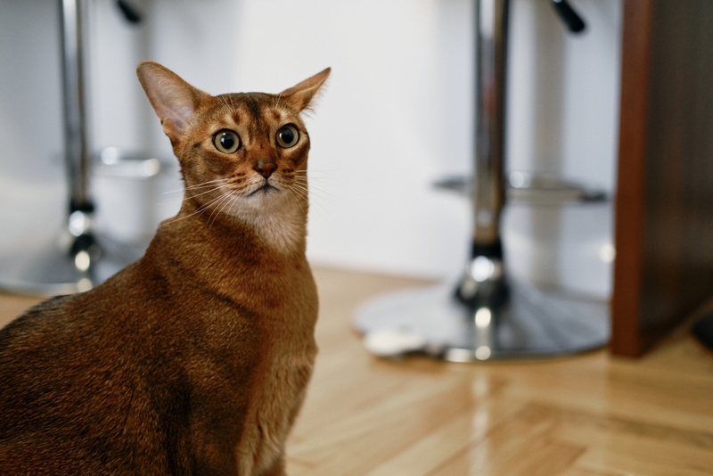 Течка у абиссинской кошки весной проходит чаще