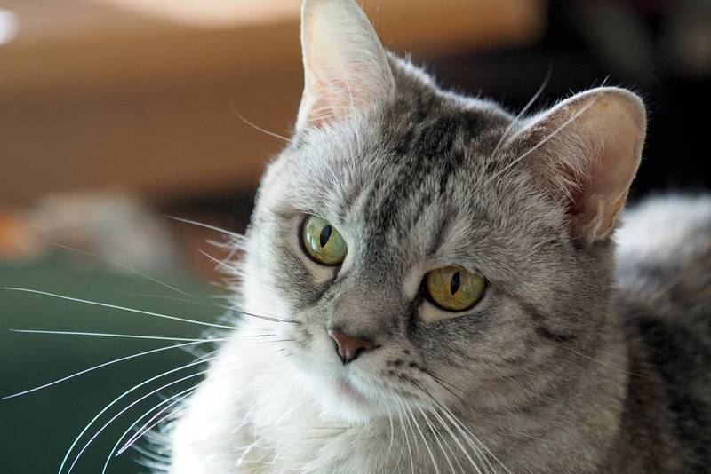 Что такое абсцесс у кошки и чем он опасен?