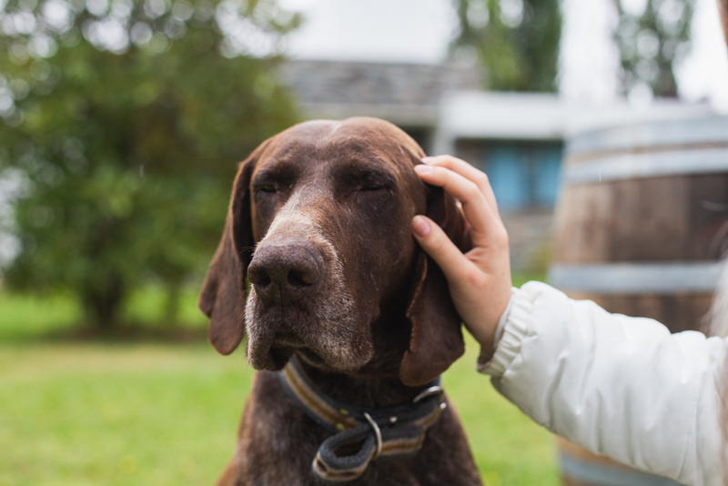 Болезни влияют на продолжительность жизни курцхаара