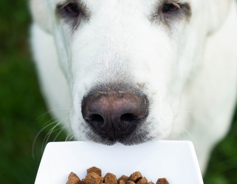 Алабая кормят готовыми рационами