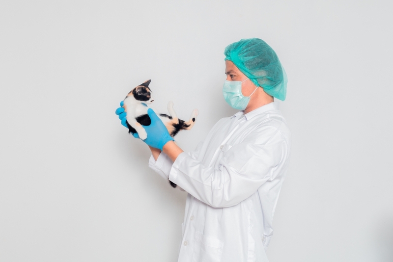 Глаза у кошки могут перестать светиться из-за заболевания, нужен визит в клинику