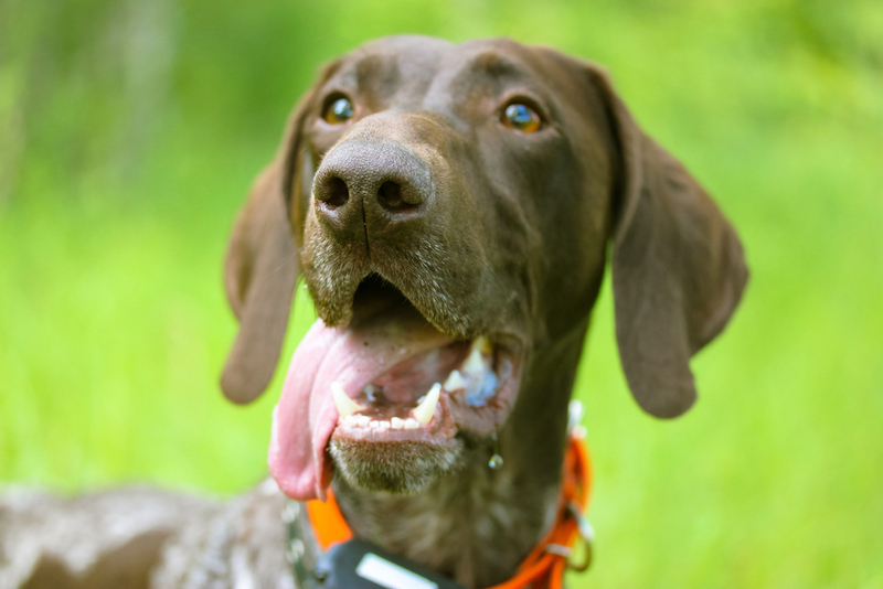 Срок жизни дратхаара короче человеческого