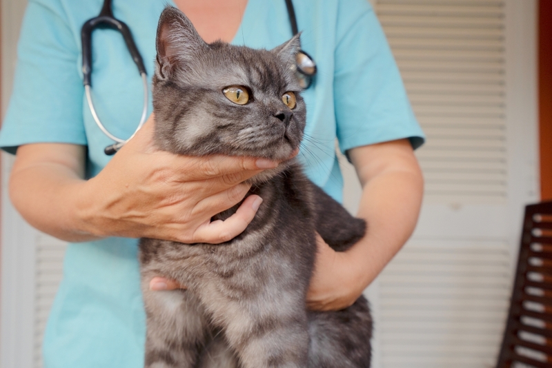 Для диагностики увеита врач назначит кошке анализы