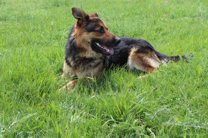 Действие гормонов может сделать немецкую овчарку злой