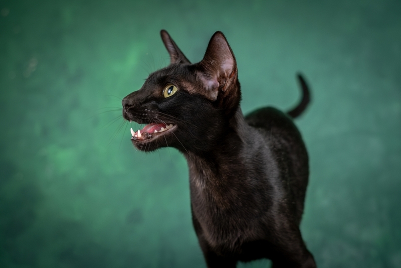 Почему кошка может скрипеть зубами?