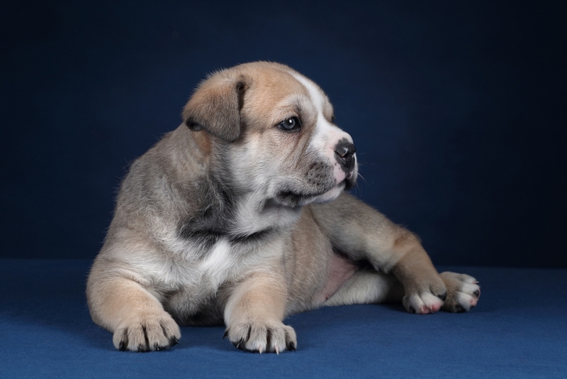 Ка-де-бо – порода мастифов