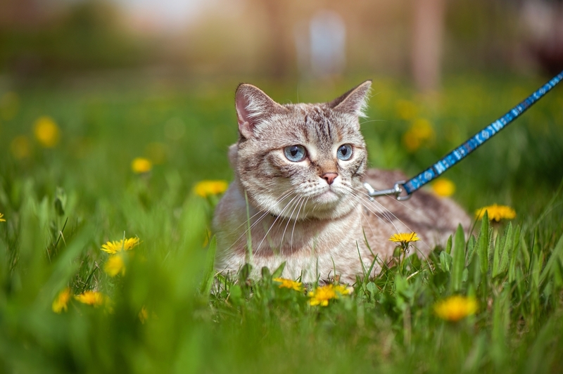 Животных на улице поджидает множество опасностей