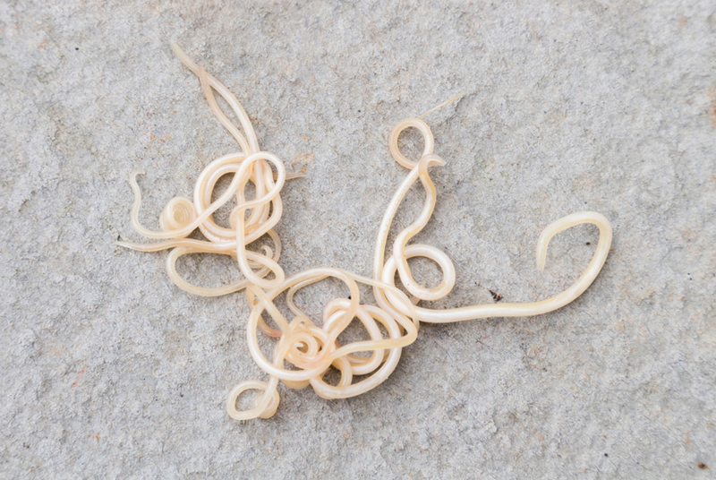 Фото собачьей токсокары