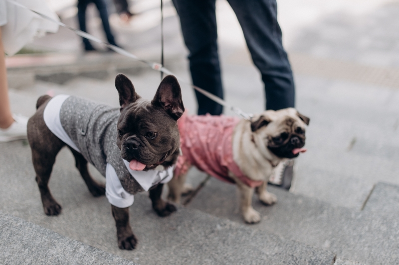 Фото мопса и французского бульдога