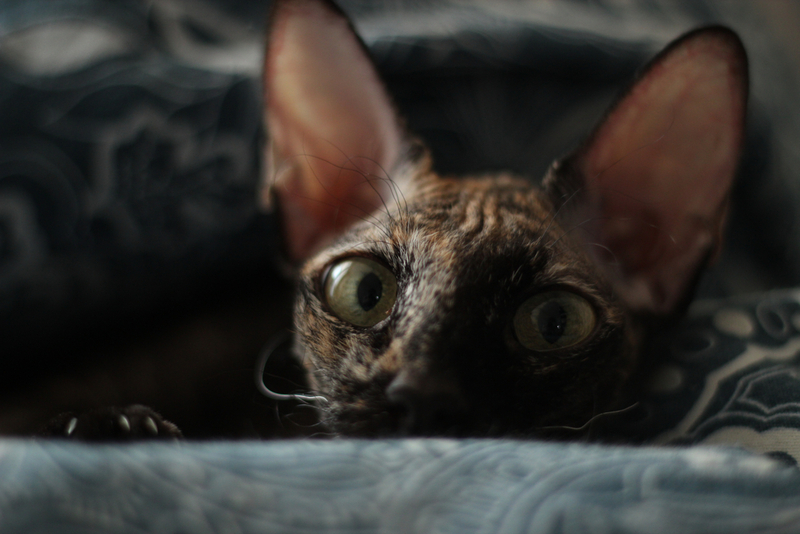 Корниш-рекс – кот с большими глазами