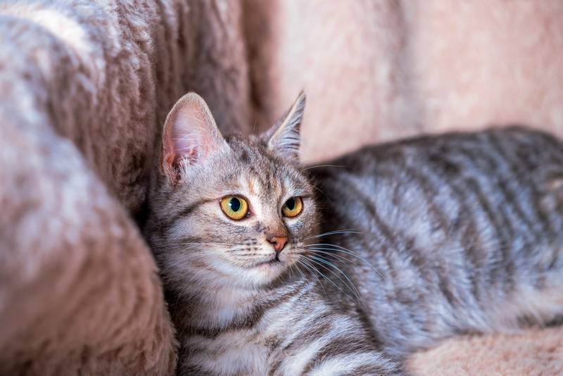 Дирофиляриоз распространен среди кошек и других теплокровных животных