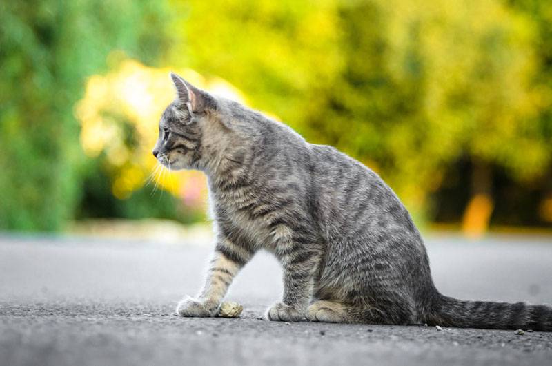 Потеют ли кошки и есть ли у них потовые железы?