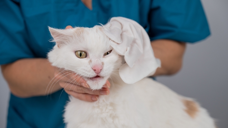 Плач может стать симптомом заболеваний у кошек