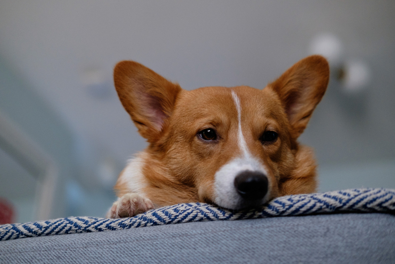 У собак породы корги диагностируют вывих коленной чашечки