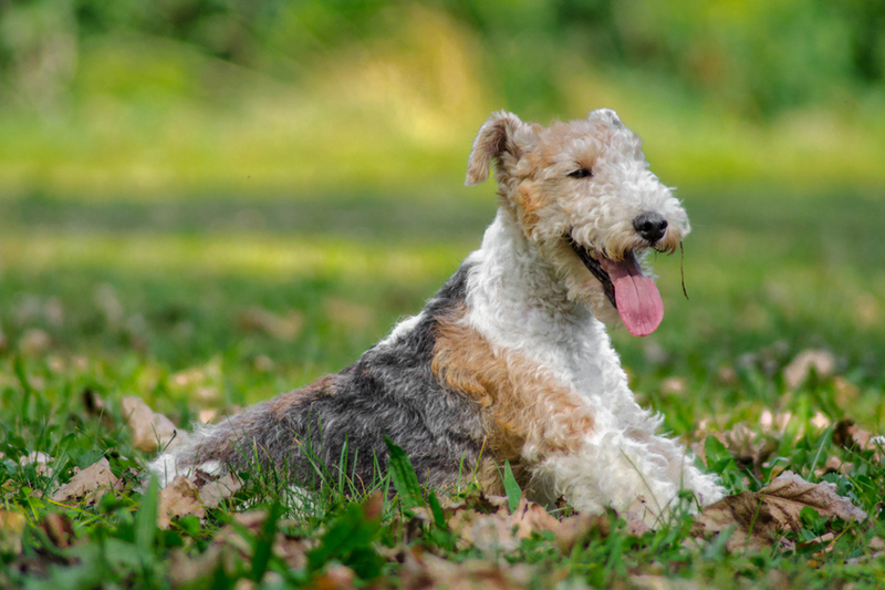 Важно контролировать, сколько весит фокстерьер
