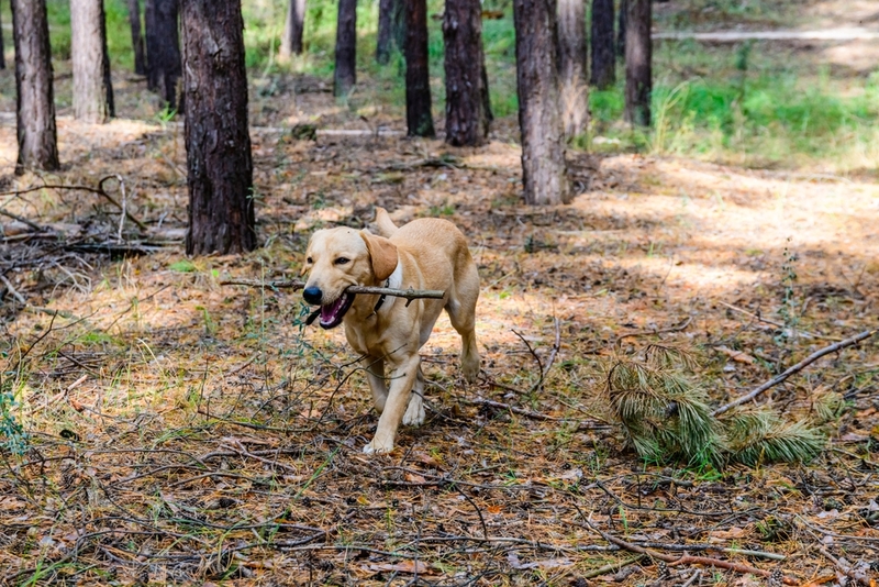 Физически активный лабрадор-ретривер проживет дольше