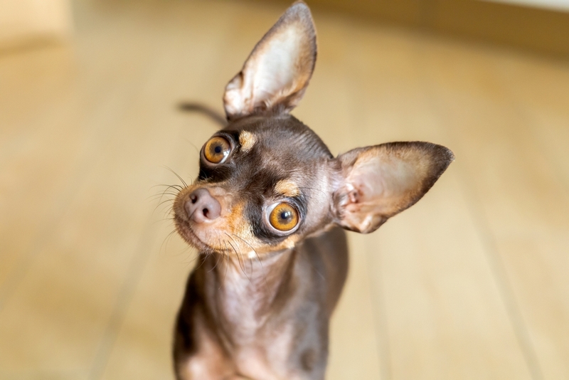 Вязать той-терьера нужно во время течки