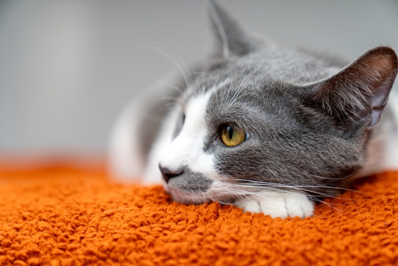 Каковы причины развития сахарного диабета у котов?