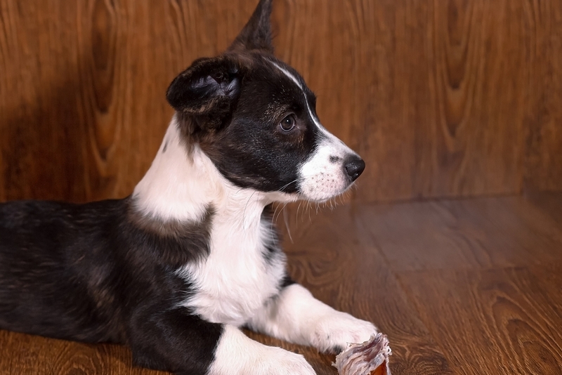 Корги черного окраса